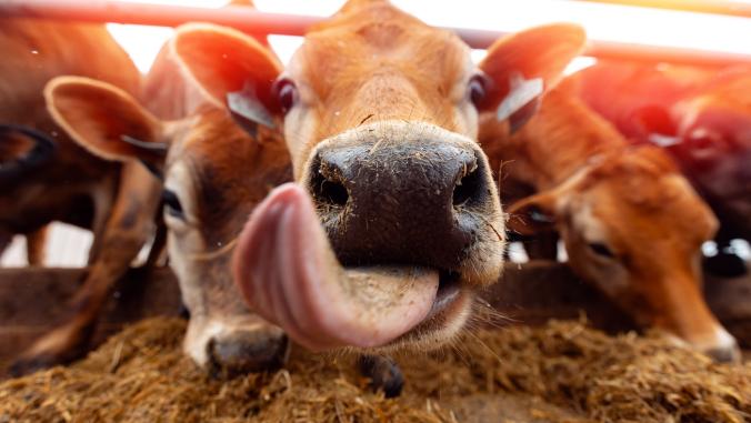 A closeup photo of a Jersey cow with its tongue out