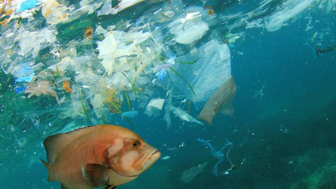 Fish and plastic pollution in sea.