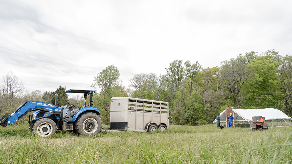 First-generation farmers at Pasture Song Farm Pottstown, PA prepare to release a trailer load of chickens onto pasture for the first time.