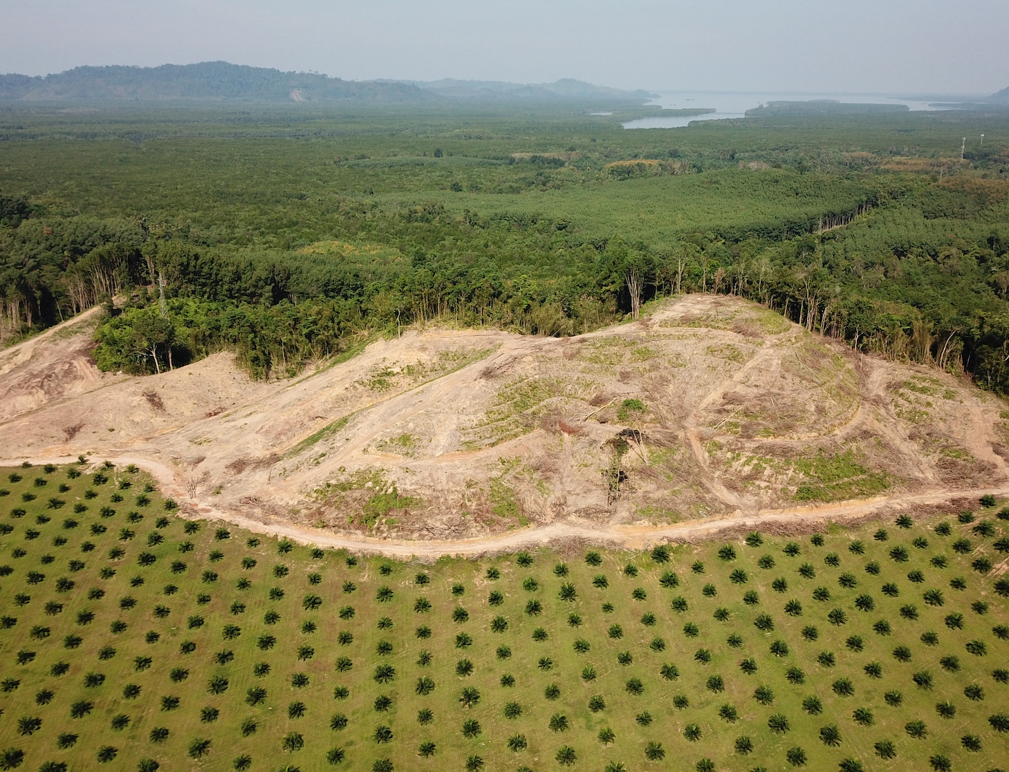 Palm oil plantation showing deforestation in Southeast Asia.