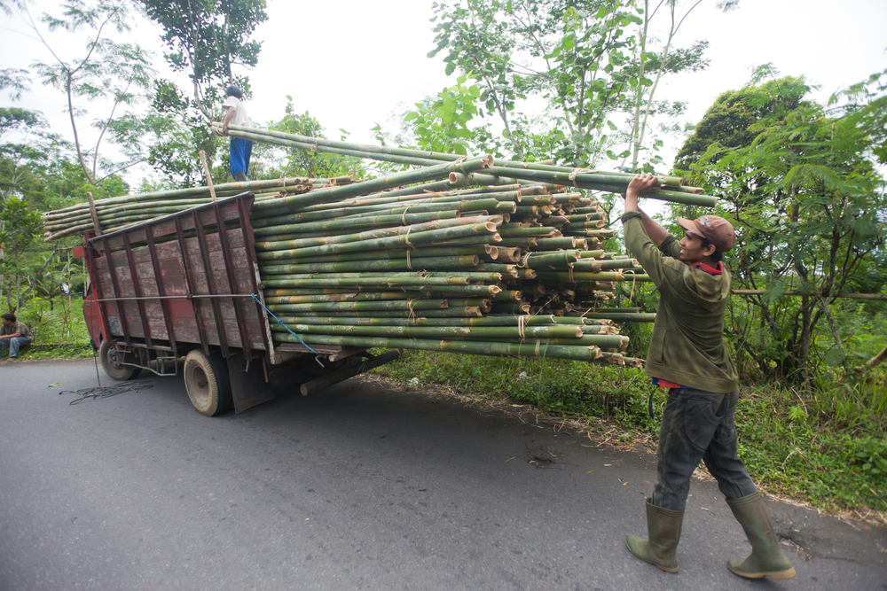 Loading bamboo for construction in Bali on January 22, 2012 in Bali, Indonesia. 