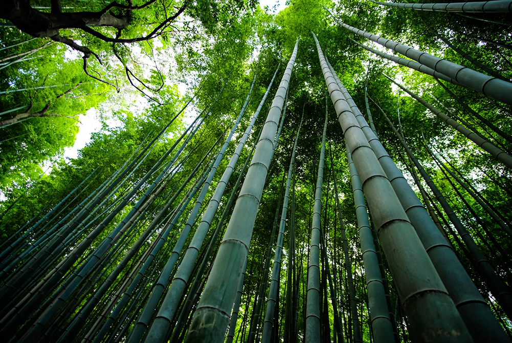 Arashiyama Bamboo Grove in Kyoto, Japan.