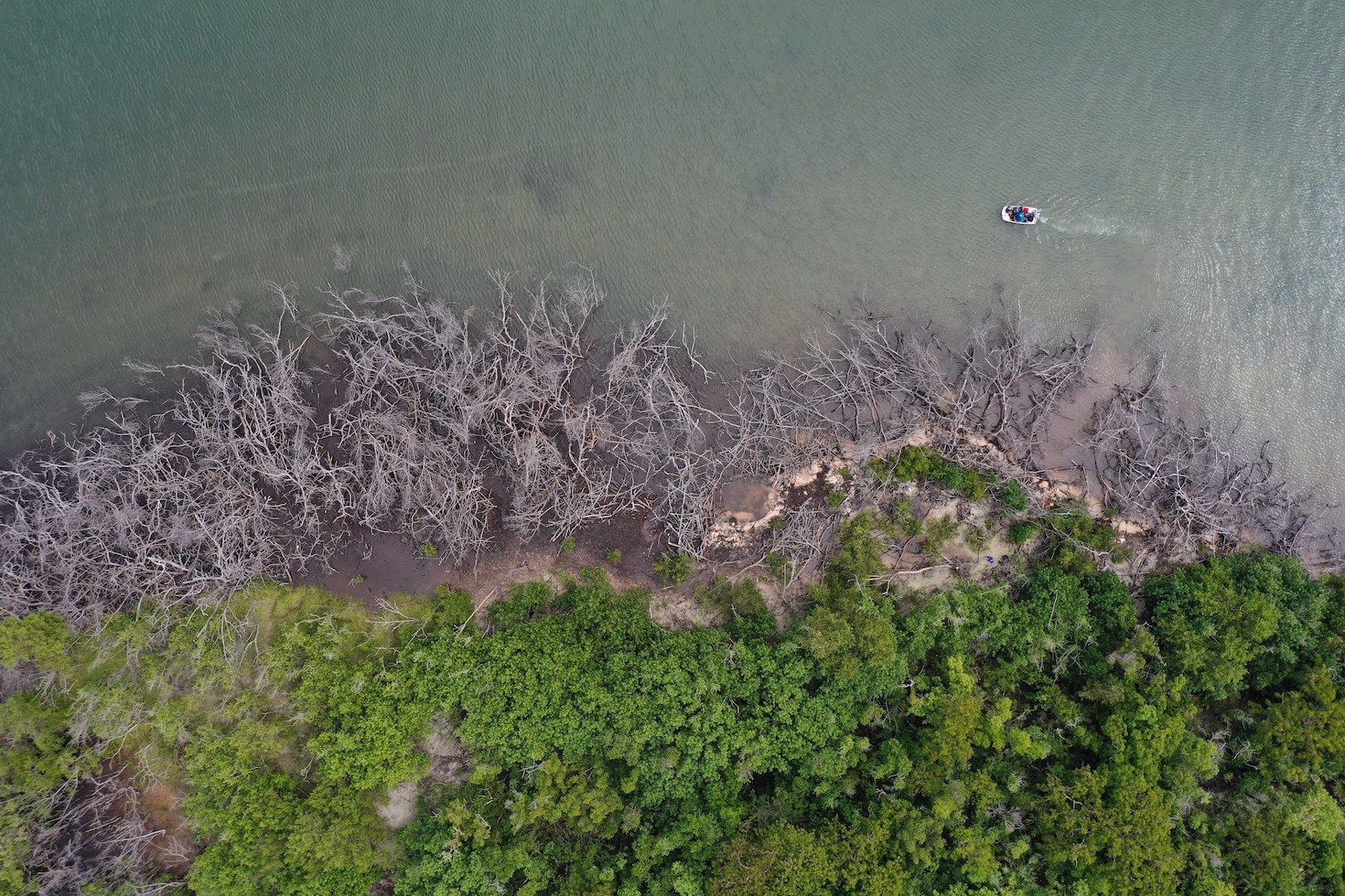 Coastline with mangroves