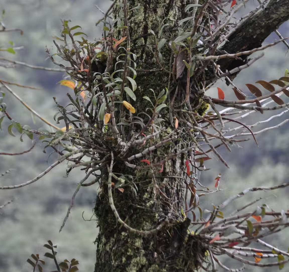A semi-wild Dendrobium orchid growing on a tree in China’s Guangdong province. Hong Liu, CC BY-ND