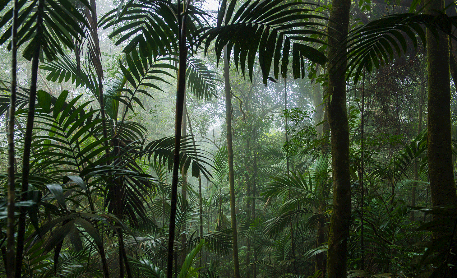 Tropical Rain Forest 