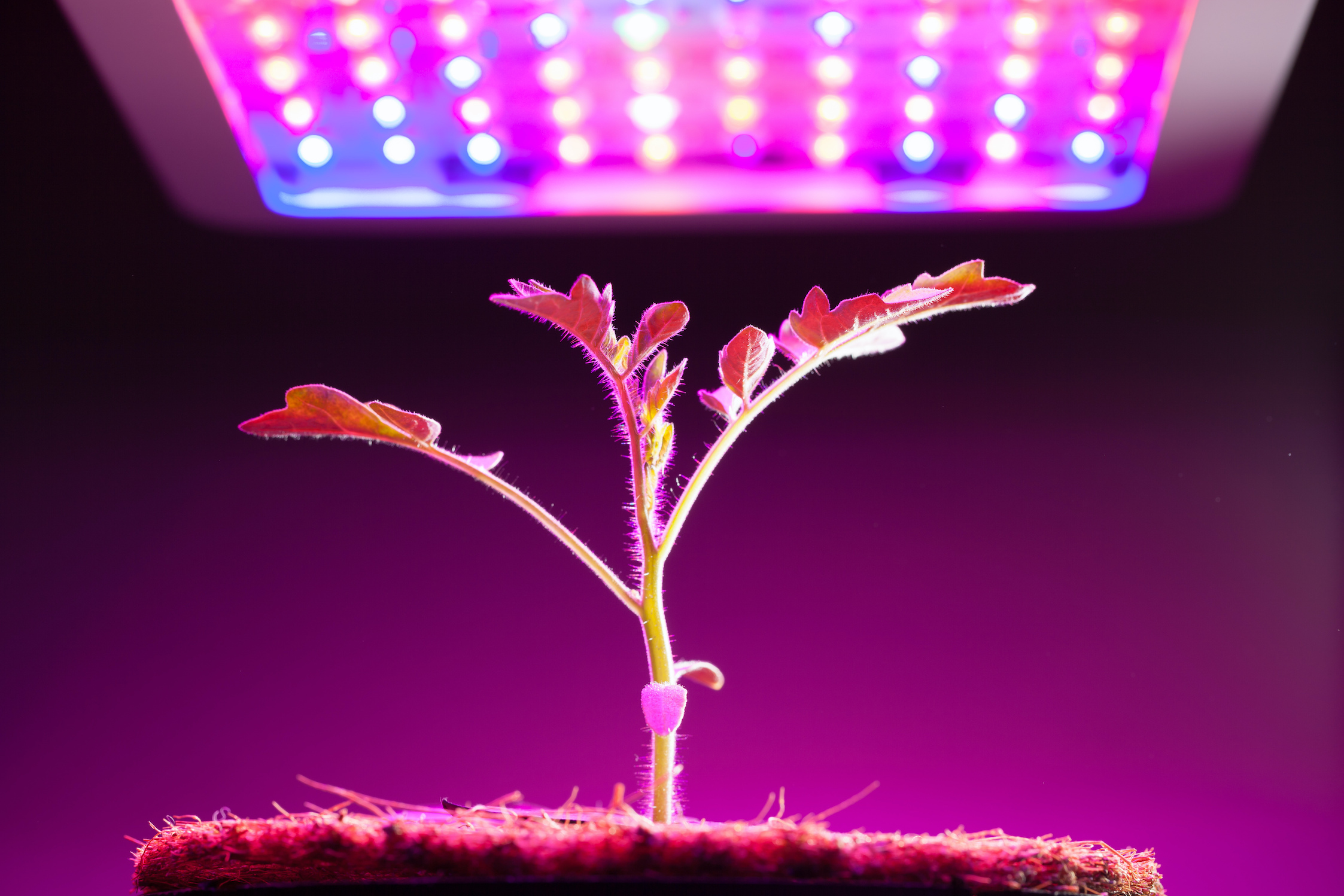 tomato plant under grow light