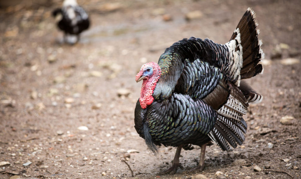 Why today's turkey is more affordable and sustainable than it was in