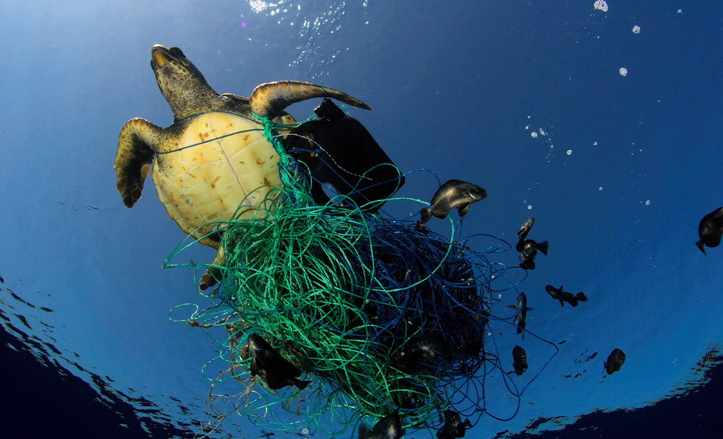 The haunting reality of ocean plastics | Greenbiz