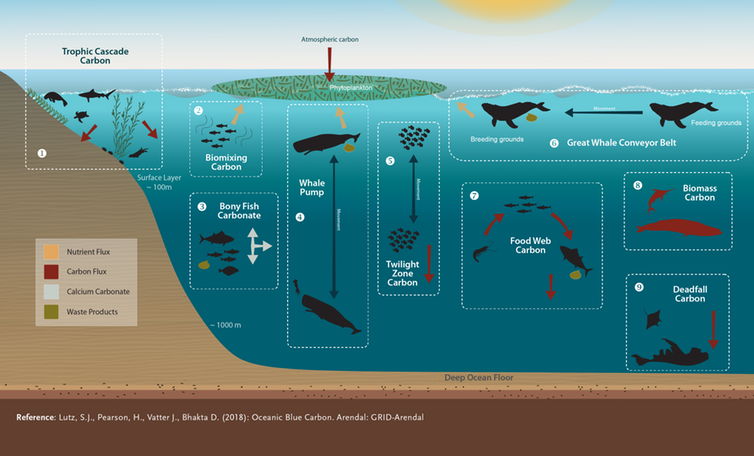 marine vertebrates in the oceanic carbon cycle