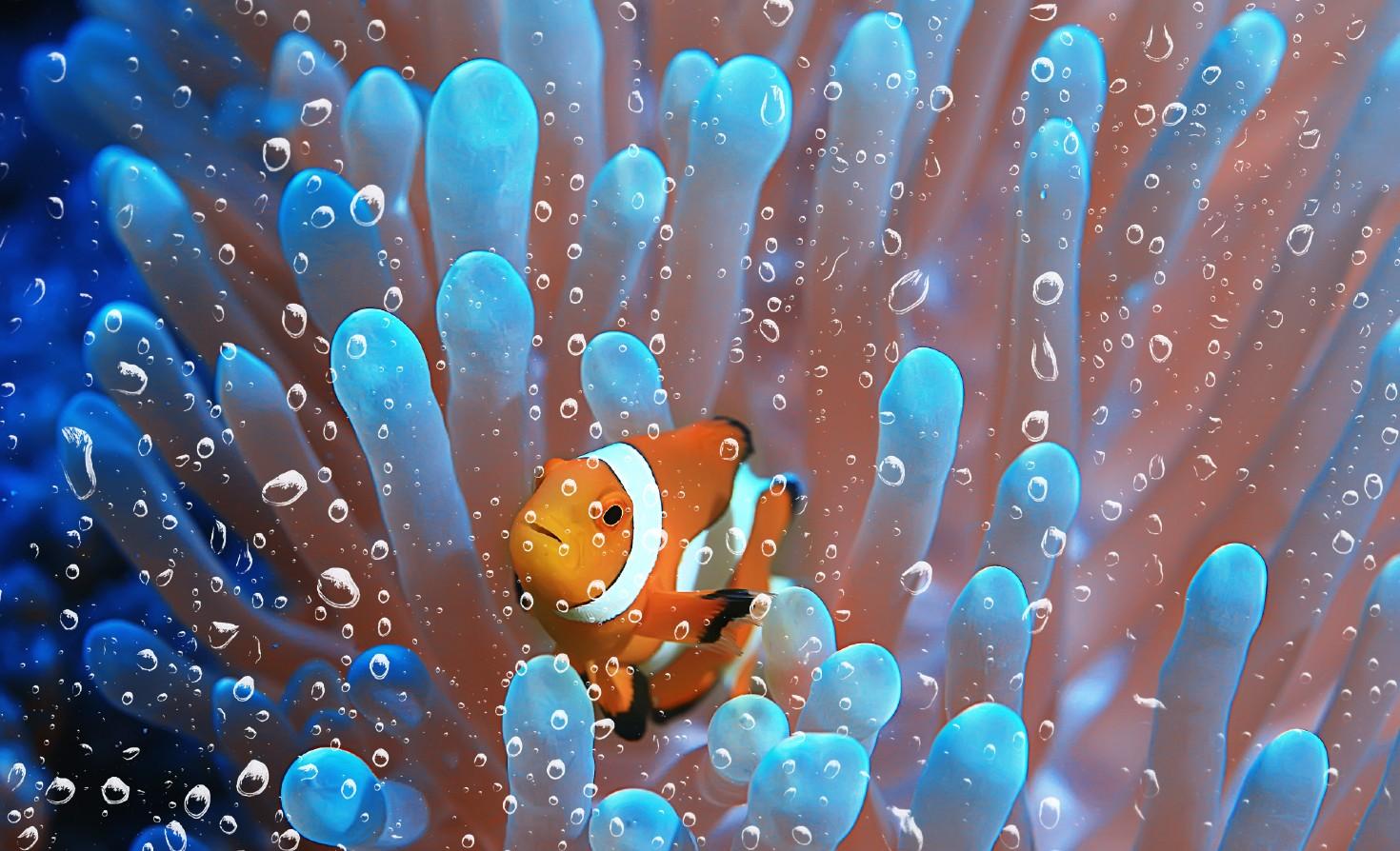 A coral reef closeup.