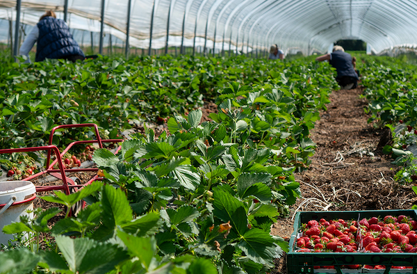 Farmers harvesting a strawberry field in a greenhouse