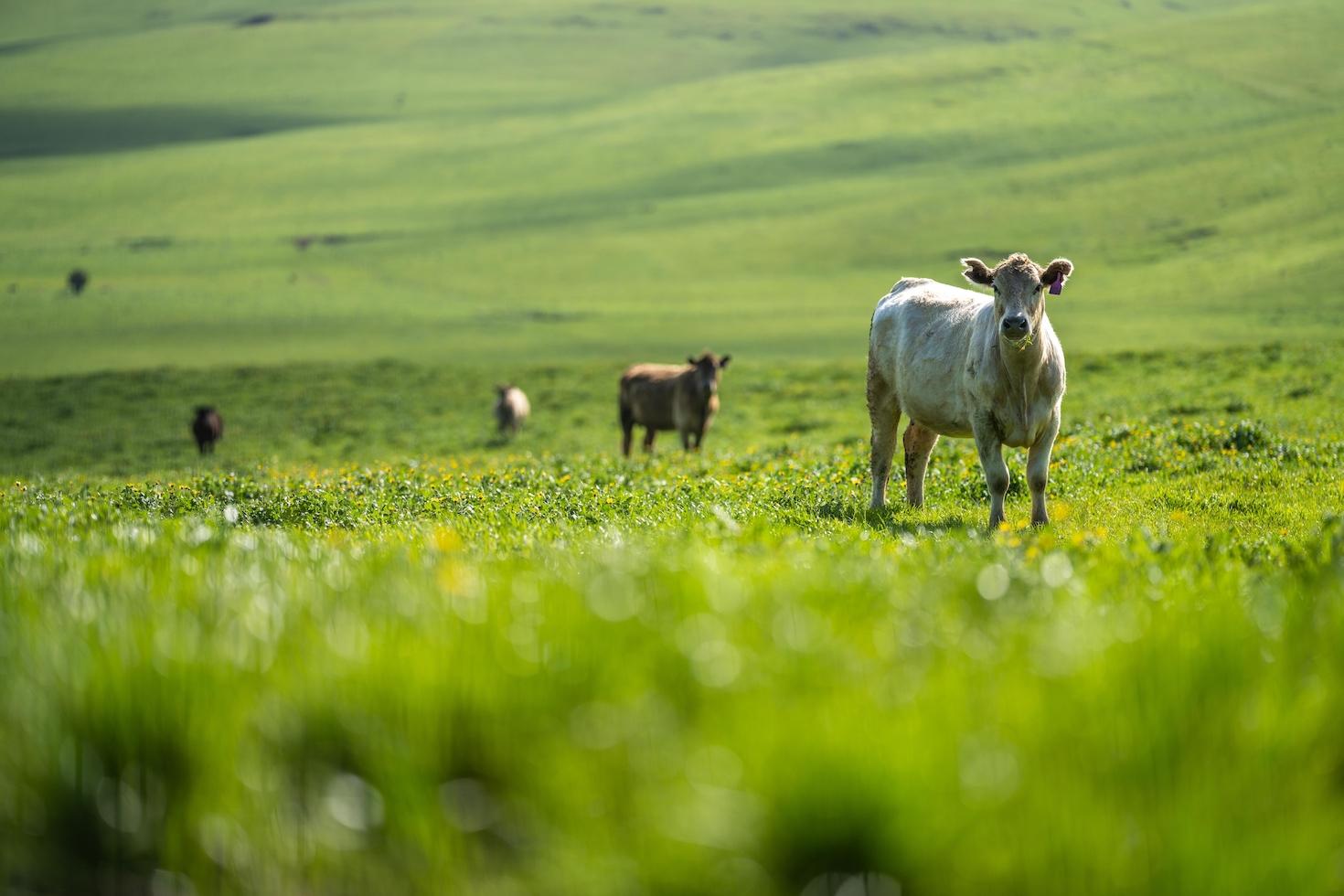 Cattle grazing on a field in the spring