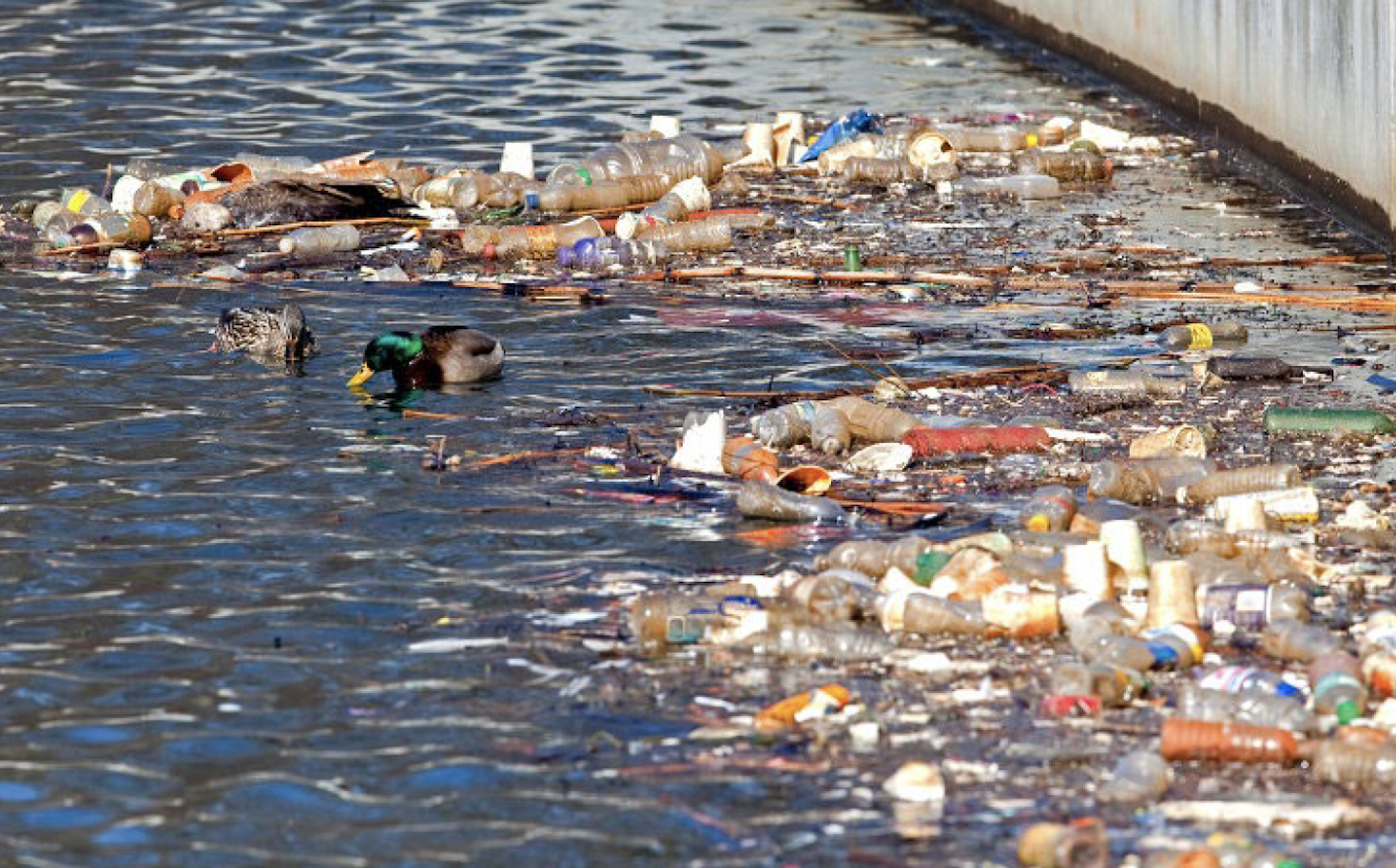 mallard duck with plastic pollution in the Buffalo River