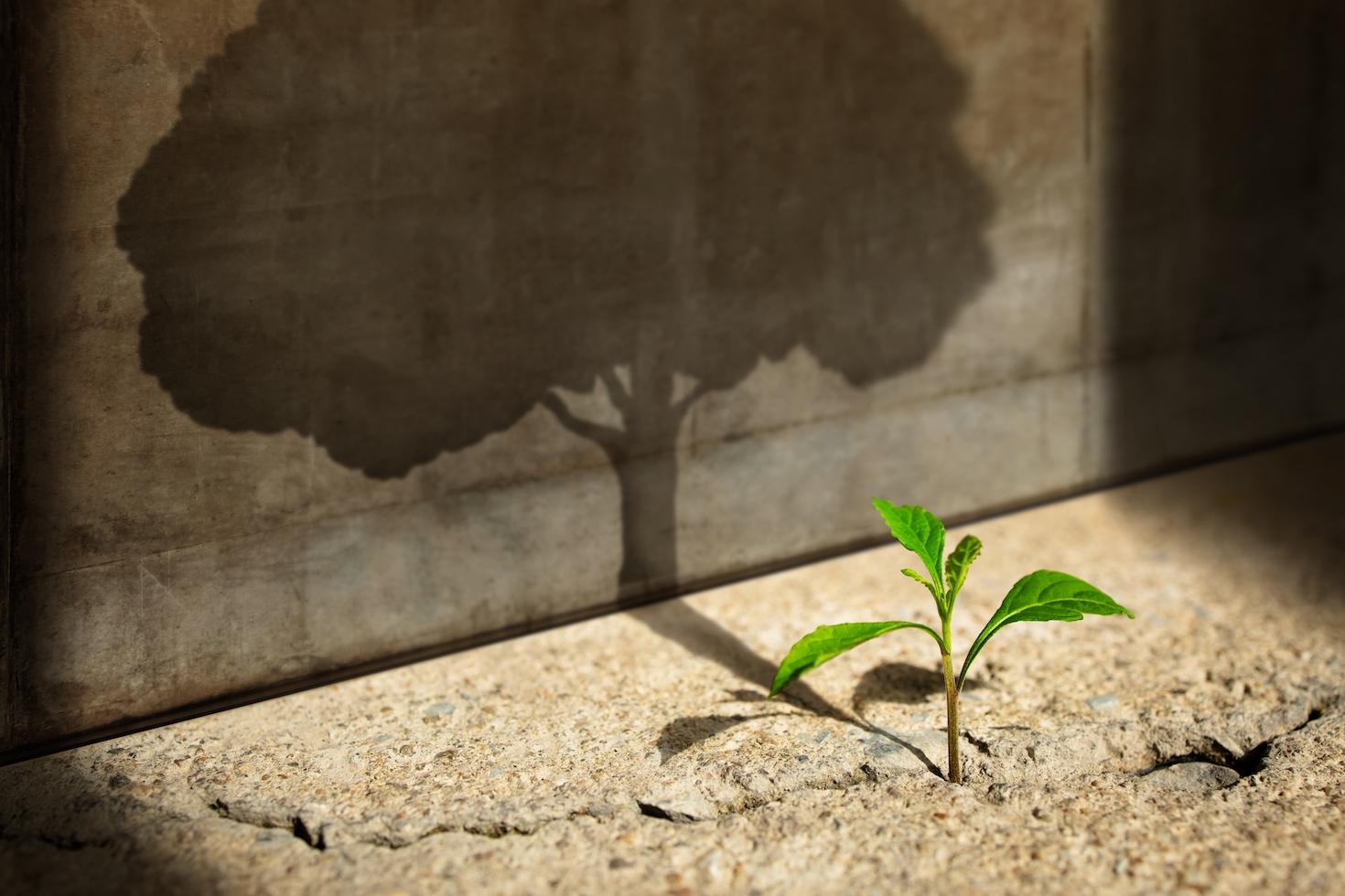 Green sprout growing from cracked concrete, shaded by a large tree shadow (demonstrating growth)