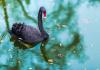 A black swan swimming in a pond