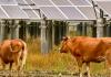 Cows near solar panels 
