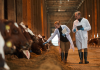 two veterinarians walking towards camera while inspecting cows at dairy farm