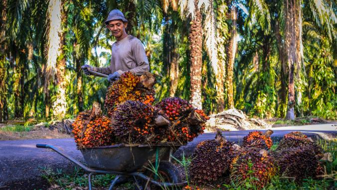 Worker throwing the oil palm fruit branch into trolley, in Johor Bahru, Malaysia.