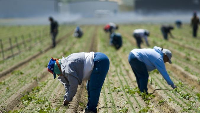 Farm workers weeding in the field by hand, San Joaquin Valley, California