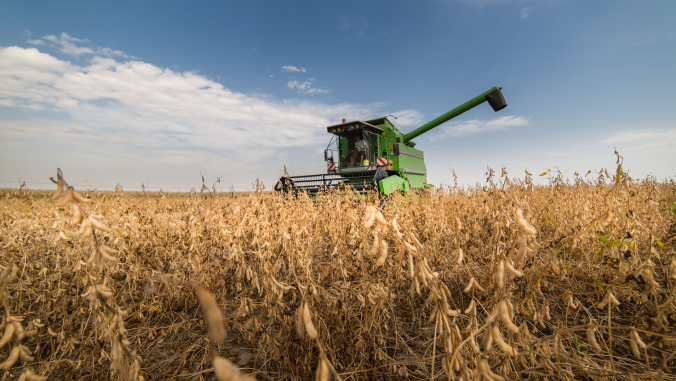  Harvesting of soybean field with combine