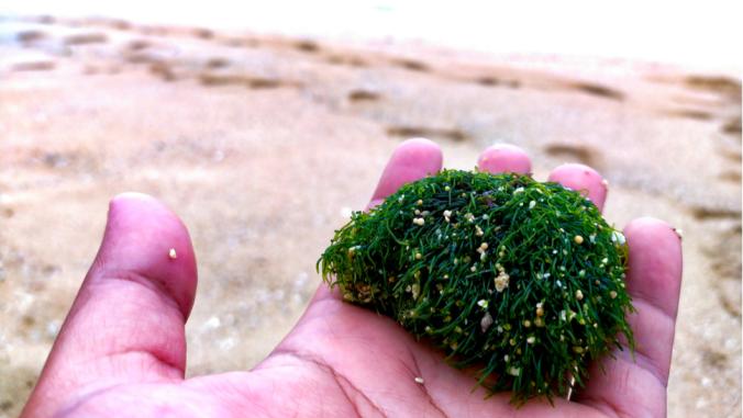A person holding seaweed on a beach in Indonesia.