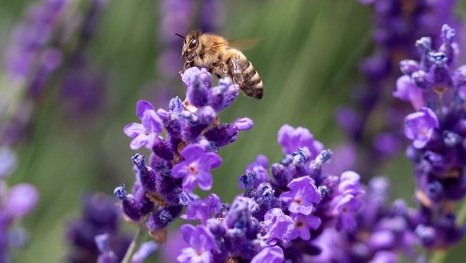 Honey bee on a lavender blossom. 