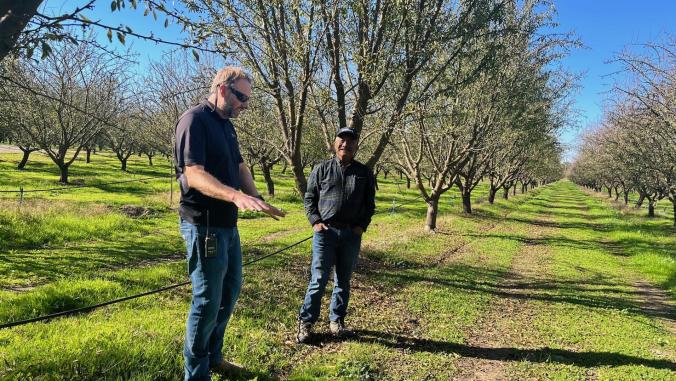 Wes Sperry (left) of Sperry Farms almond orchards in Waterford, California, shows young cover crops sprouting between rows of almond trees to Paul Lum of American Farmland Trust.