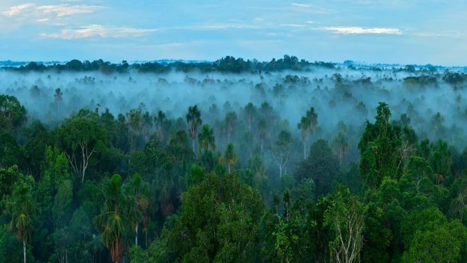 A photo of the Amazon rainforest at sunrise