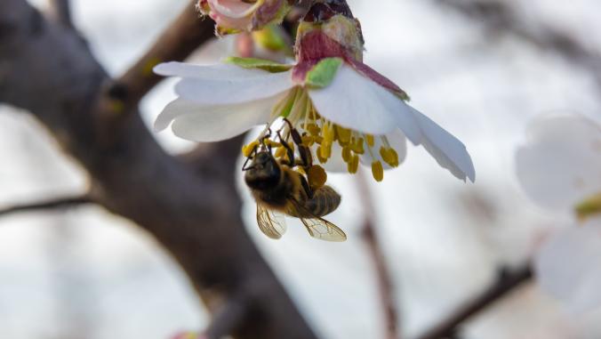 Bee on almond blossom